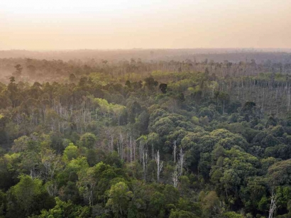 Hutan Hujan Tropis: Ancaman terhadap Ekosistem Ini