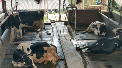 Memeras Susu Merupakan Mata Pencaharian Utama bagi Masyarakat Desa Medowo, Khususnya Dusun Ringinagung