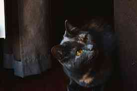 Kucing Hitam Misterius yang Menunjukkan Makam Tuannya yang Merupakan Korban Pembunuhan