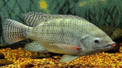 Ukuran Pelet Ikan Nila yang Ideal untuk Budidaya!