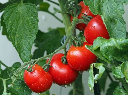 Merawat Tanaman Tomat dengan Pestisida Organik agar Tumbuh Optimal dan Berbuah Lebat