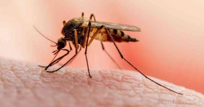 Waspadai Gejala Malaria: Penyakit Mematikan Dunia