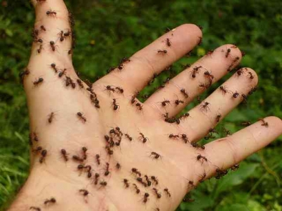 Mengatasi Invasi Semut di Rumah: Penyebab dan Solusinya