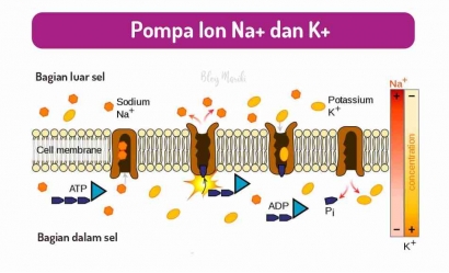 Transpor Aktif: Pompa Ion & Mekanismenya