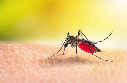Menghadapi Ancaman Nyamuk Dalam Rangka Upaya Pencegahan Penyakit