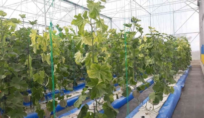 Berwisata Agro ke Kebun Hidroponik Melon Jepang