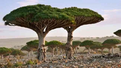 Pulau Socotra, Apakah Benar Tempat Persembunyian Dajjal?