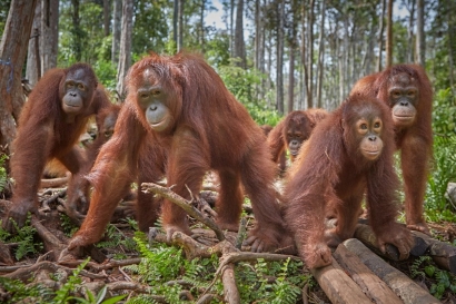 Krisis Populasi, Kami Ada Untukmu, Orangutan!