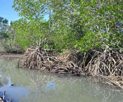 Mangrove Sang Pelindung Daerah Pesisir dari Degradasi