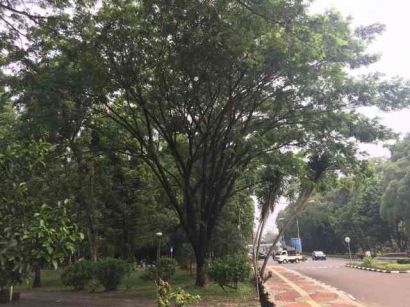Pohon Trembesi Efektif dalam Mengurangi Polusi Udara
