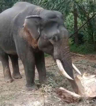 Gajah Mati Meninggalkan Gading: Kepala Daerah Pamit?
