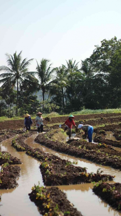 Membantu Sekaligus Belajar Bertani kepada Petani Desa Indapatra, Kuningan