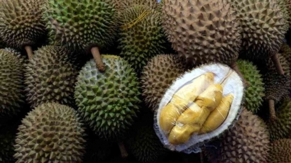 Seperti Durian: Keras Berduri di Luar Tetapi Lembut dan Enak di Dalam