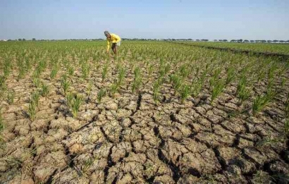 El Nino yang Mengancam Petani Gagal Panen