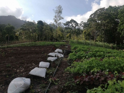Efek Domino El Nino bagi Pertanian di Flores dan Solusi Alternatifnya
