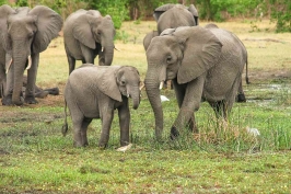 Mungkinkah Calon Presiden Membahas Keselamatan Para Gajah Sumatera?