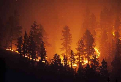 Alasan Kebakaran Hutan Sulit Untuk Dipadamkan