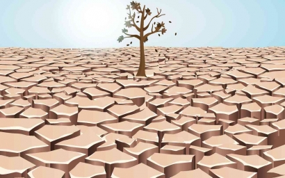 Meningkatkan Hasil Jagung melalui Ekstrak Cair Daun untuk Mengatasi Dampak El Nino