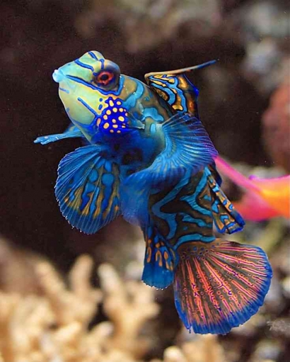 Mandarin Fish: A Beautiful Shy Fish