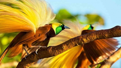 Kehidupan Burung Cendrawasih di Tanah Air Indonesia