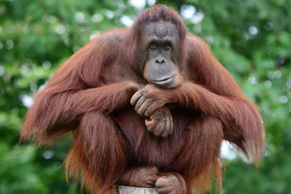Orangutan Riwayatmu Kini