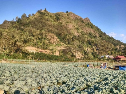 Perjalanan Ke Masalle, Salah Satu Kecamatan Penyuplai Sayur Nasional di Kabupaten Enrekang