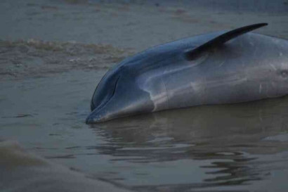 Amazon Alami Kekeringan Terburuk, Lebih Seratus Lumba-lumba Mati