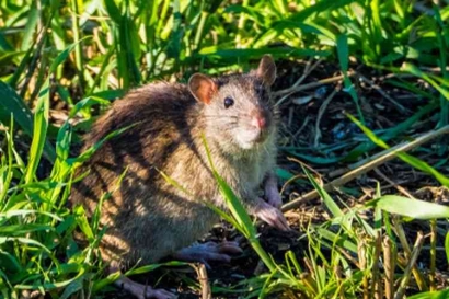 Stop Penggunaan Perangkap Listrik, Berikut Cara Pengendalian Hama Tikus yang Aman