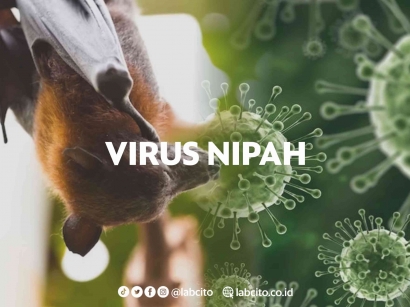 Perilaku Zoonosis: Peran Hewan dalam Penularan Virus Nipah ke Manusia