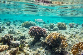 Gelombang Panas Laut: Ancaman Tersembunyi bagi Terumbu Karang Indonesia
