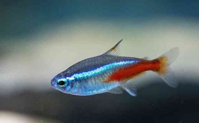 Mengenal Ikan Hias Neon Tetra