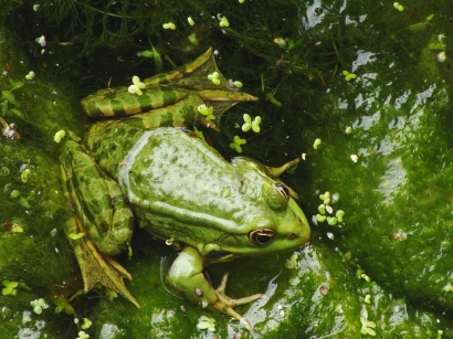 Memahami Herpetologi: Ilmu Tentang Reptil dan Amfibi