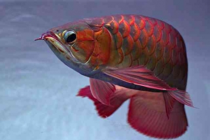 Mengenal Ikan Arwana yang Indah