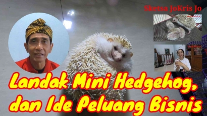 Landak Mini Hedgehog, dan Ide Peluang Bisnis