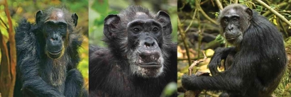 Simpanse Liar Ternyata Juga Mengalami Menopause