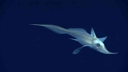 CHIMAERA: Spesies Hiu Hantu dari Perairan Laut Dalam yang Aneh dan Menyeramkan