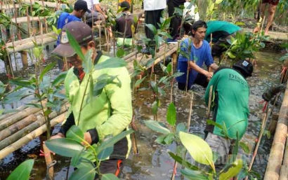 Revitalisasi Hutan Mangrove: Penyelamat Lingkungan di Tepi Pantai