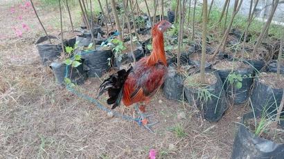 Ayam Jago Menarik