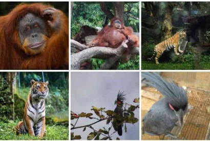5 Hewan Purba yang Masih Hidup di Indonesia