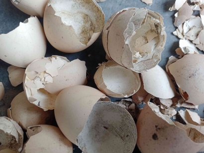 Jangan Dibuang! Cangkang Telur Bisa Jadi Pengganti Kapur Pertanian (Dolomit) Murah Bikin Hasil Panen Melimpah