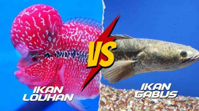 Ikan Louhan vs Ikan Gabus