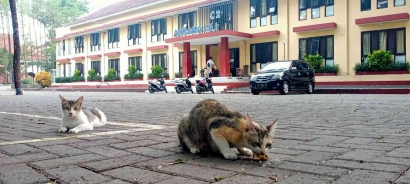 Hidup Ceria di Kampus : Kisah Manis Kucing-Kucing Lucu di Universitas Negeri Malang
