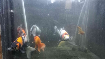 Tips Sederhana Memelihara Ikan Koi di Aquarium