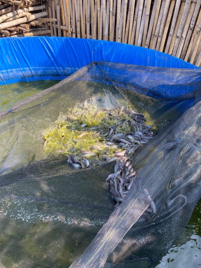 Mahasiswa KKN Universitas Negeri Malang Membangun Kolaborasi Positif dengan Karang Taruna, Membudidaya Ikan Lele di Desa Pakisjajar