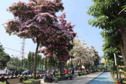 Keindahan Bunga Tabebuya di Kota Jombang