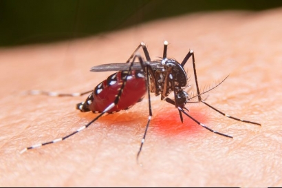 Nyamuk Aedes-Wolbachia untuk Menekan Demam Berdarah?