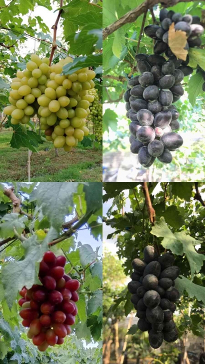 KKN (Kuliah Kerja Nge-Anggur): Manis Asam Anggur Yang Tersembunyi Di Desa Gerokgak