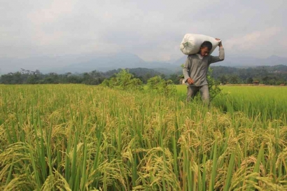 Produktivitas Terganggu, Bagaimana Nasib Petani Padi di Kabupaten Tulungagung?