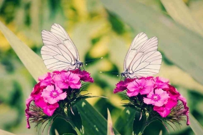 Cerpen Anak: Kupu-kupu di Taman