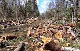 Penebangan Hutan Liar: Dampak dan Solusi yang Harus Dihadapi